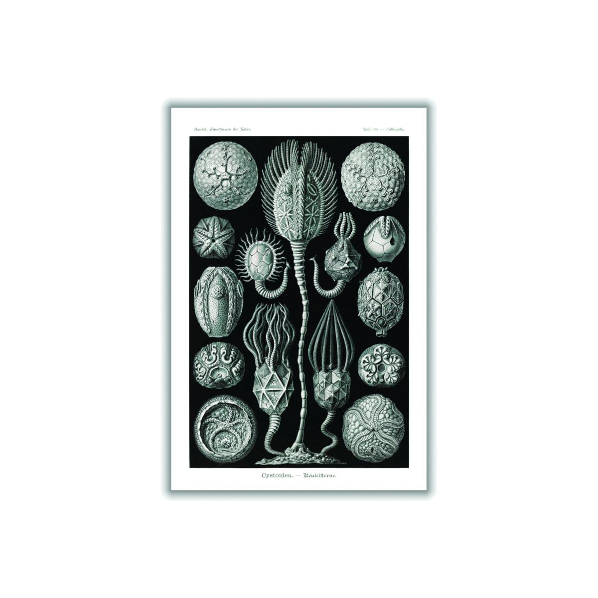 Grey Cystoidea-Beutelsterne By Ernst Haeckel A3 297 X 420Mm Stanley Print House – image 1