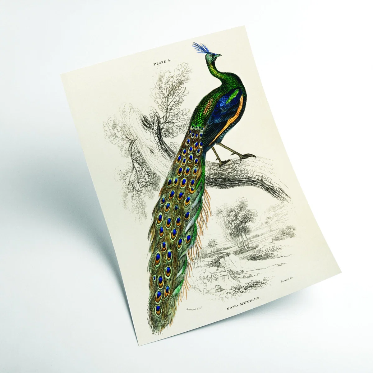 Animal Kingdom - The Peacock Medium Stanley Print House – image 2