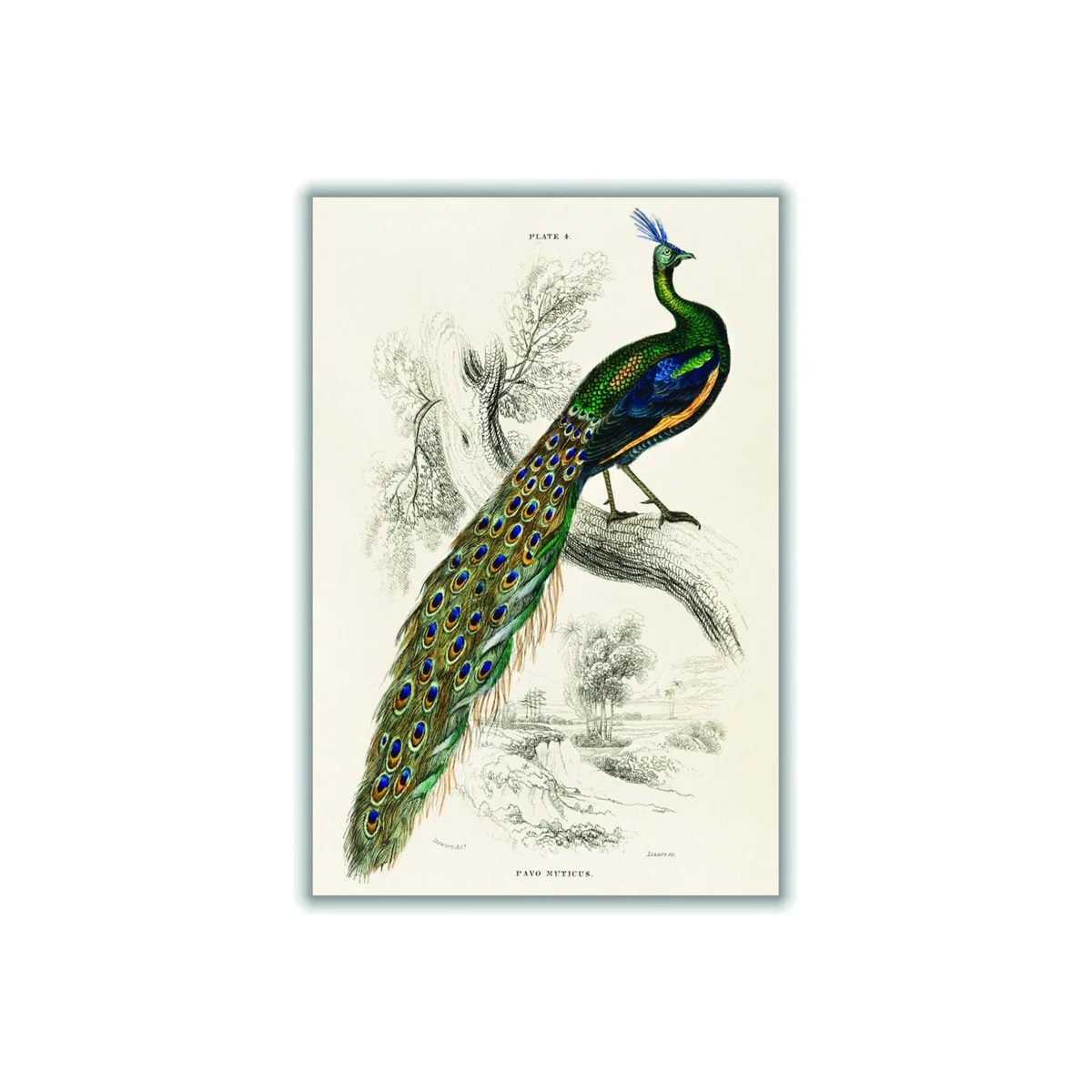 Animal Kingdom - The Peacock Medium Stanley Print House – image 1