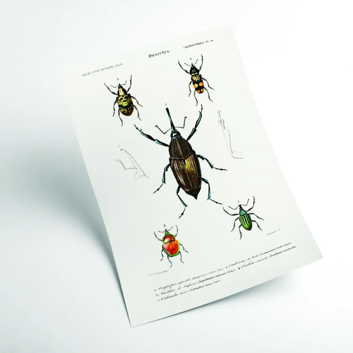 Natural History Different Types Of Beetle 2 Extra Large Stanley Print House – image 2