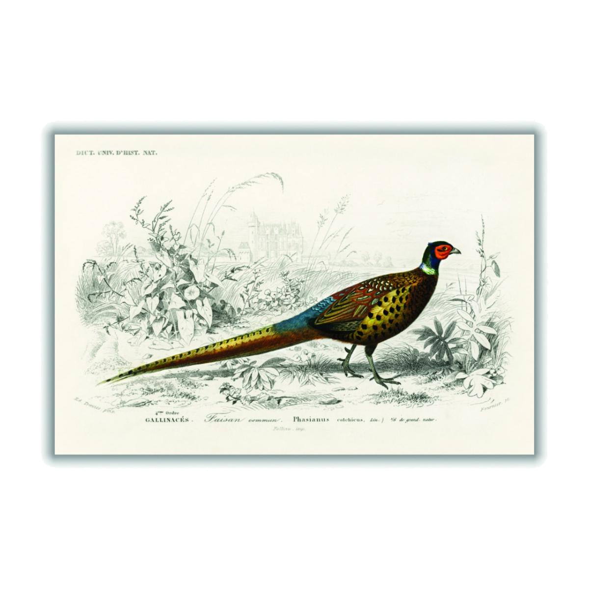 Ring-Neckrd Pheasant A2 420 X 594Mm Stanley Print House – image 1