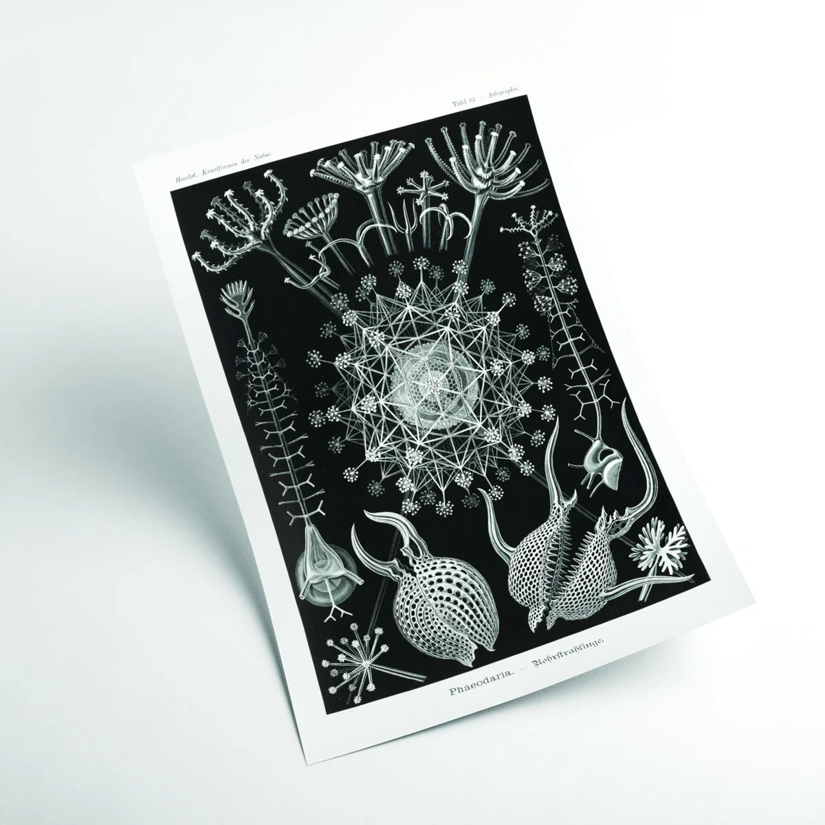 Grey Phaeodaria-Rohrstrahlinge I By Ernst Haeckel Extra Large Stanley Print House – image 2
