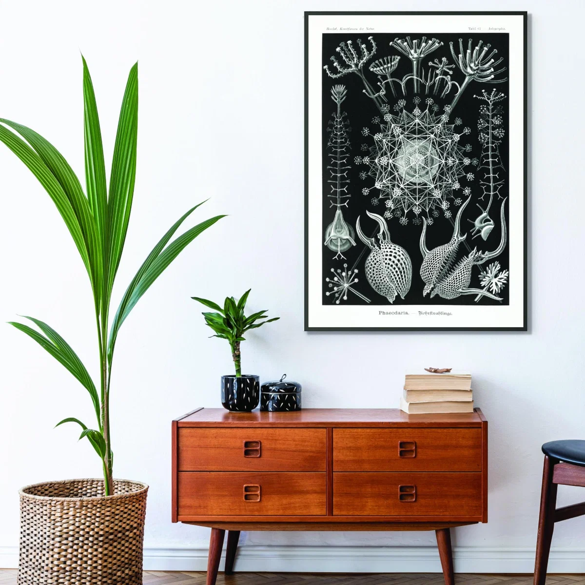 Grey Phaeodaria-Rohrstrahlinge I By Ernst Haeckel Extra Large Stanley Print House – image 3