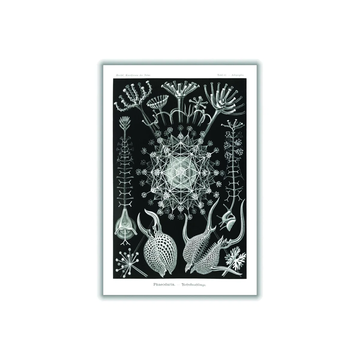 Grey Phaeodaria-Rohrstrahlinge I By Ernst Haeckel Extra Large Stanley Print House – image 1
