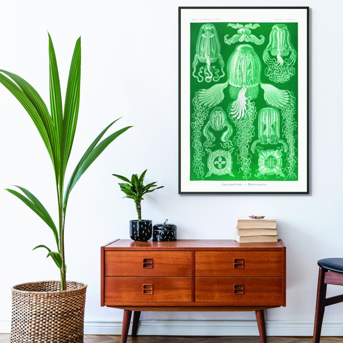 Green Cubomedusae-Würfelquallen By Ernst Haeckel Medium Stanley Print House – image 3