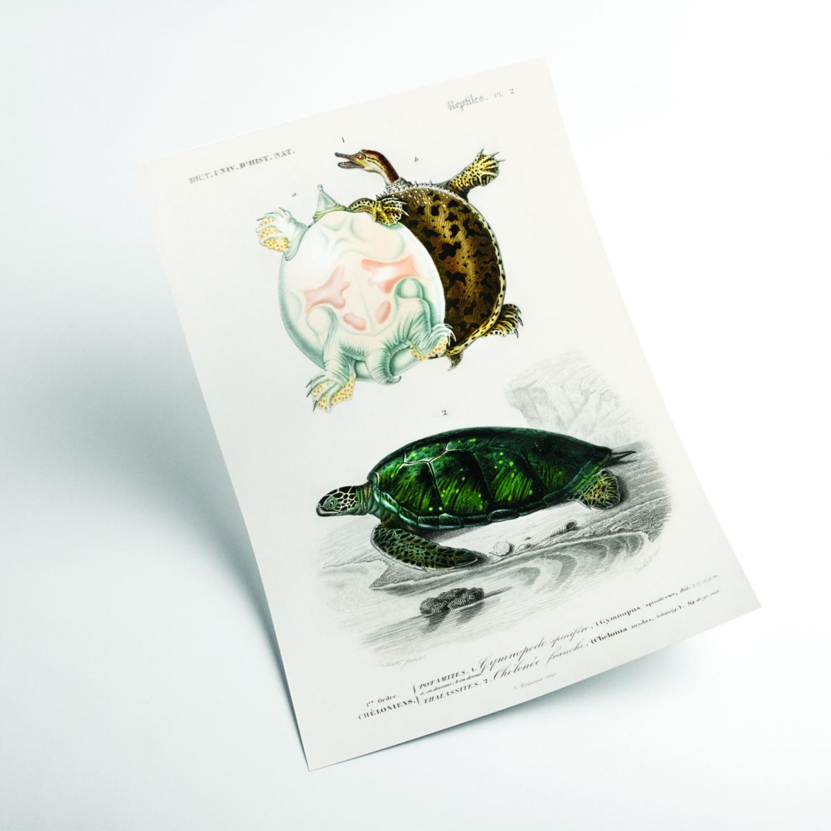Natural History - Different Types Of Turtle A4 210 X 297Mm Stanley Print House – image 2