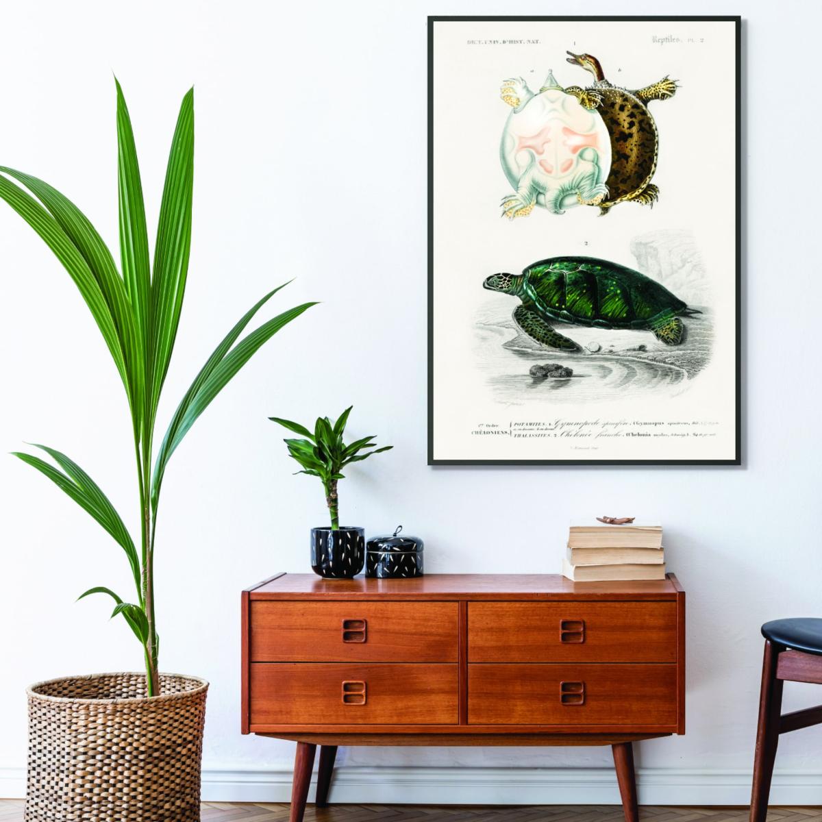 Natural History - Different Types Of Turtle A4 210 X 297Mm Stanley Print House – image 3