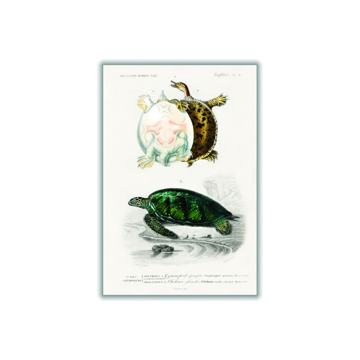 Natural History - Different Types Of Turtle A4 210 X 297Mm Stanley Print House – image 1