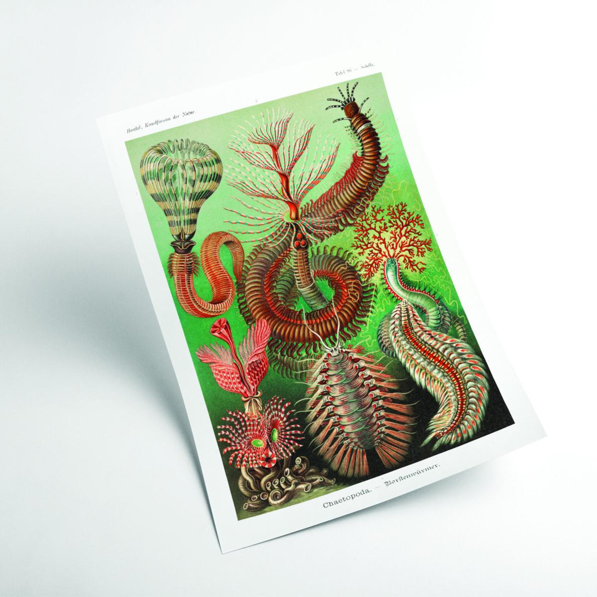 Green Chaetopoda-Borstenwürmer By Ernst Haeckel Extra Small Stanley Print House – image 2