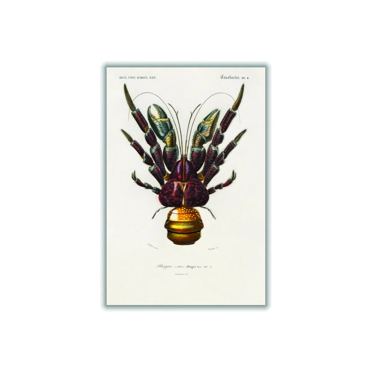 Brown Coconut Crab Small Stanley Print House – image 1