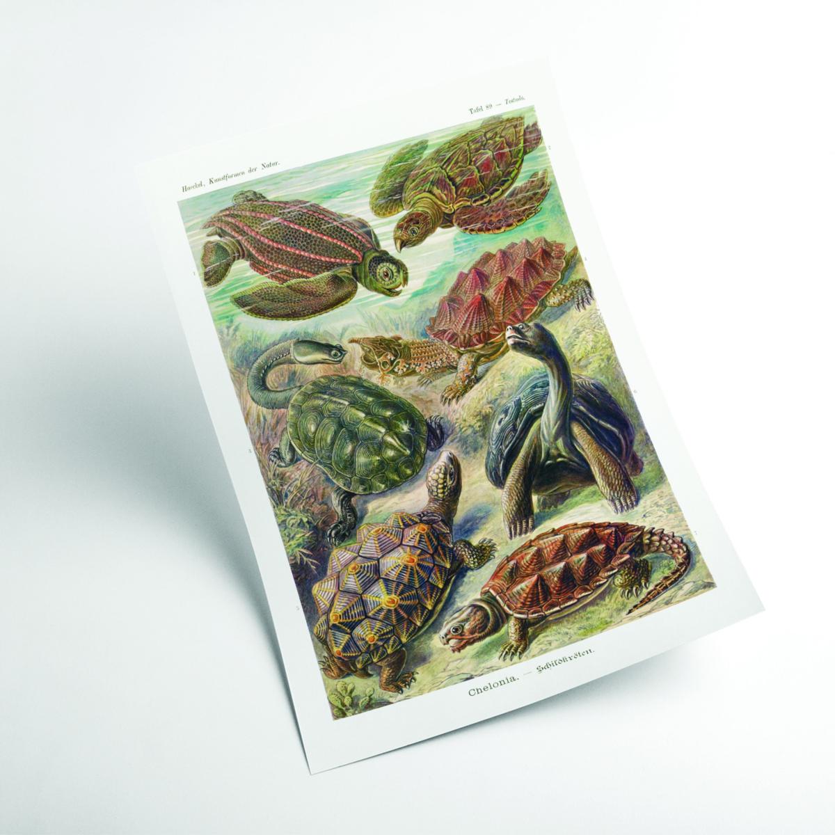 Green Chelonia-Schildkröten By Ernst Haeckel A3 297 X 420Mm Stanley Print House – image 2