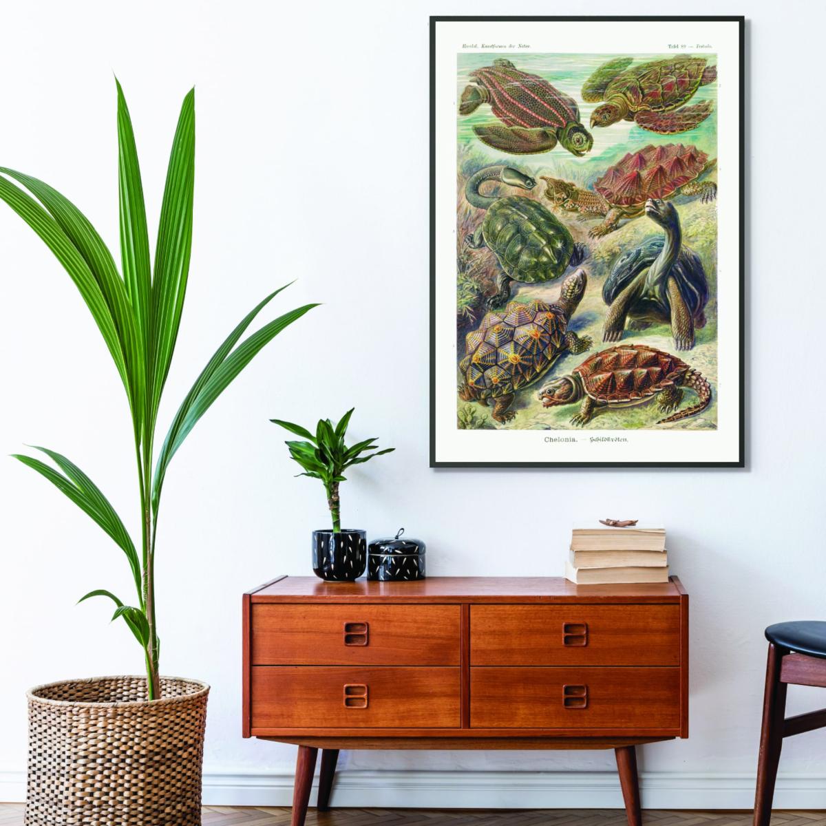 Green Chelonia-Schildkröten By Ernst Haeckel A3 297 X 420Mm Stanley Print House – image 3