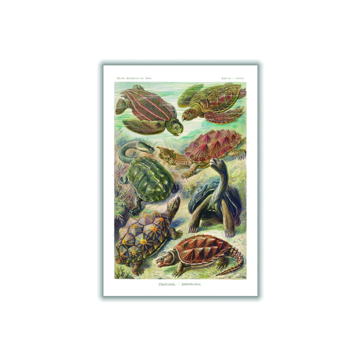 Green Chelonia-Schildkröten By Ernst Haeckel A3 297 X 420Mm Stanley Print House – image 1
