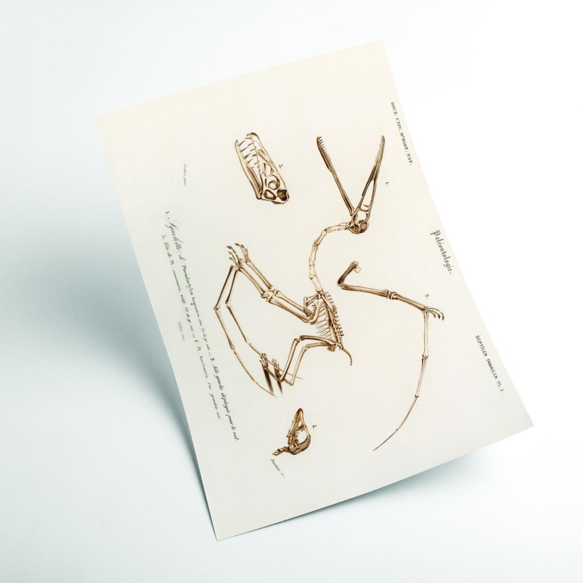 Neutrals Pterosaur Xxs Stanley Print House – image 2