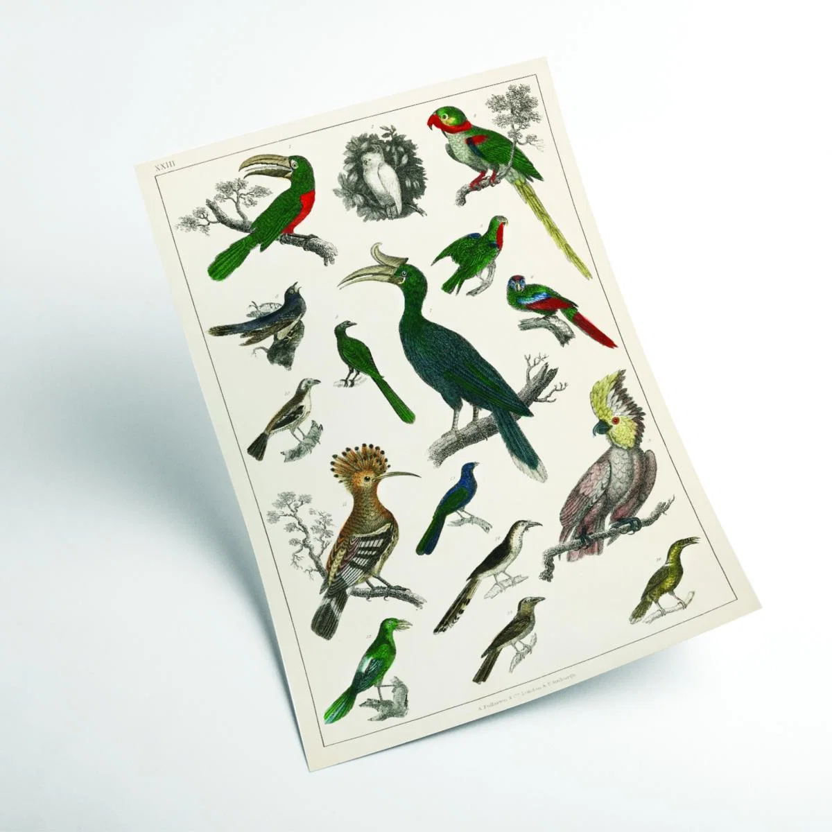 Parrots Medium Stanley Print House – image 2