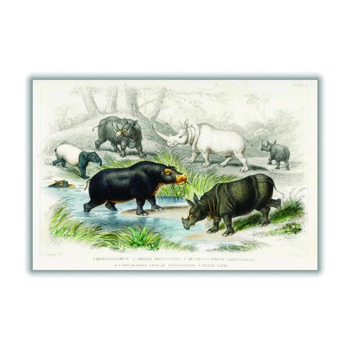 Grey Hippo's And Rhino's A4 210 X 297Mm Stanley Print House – image 1