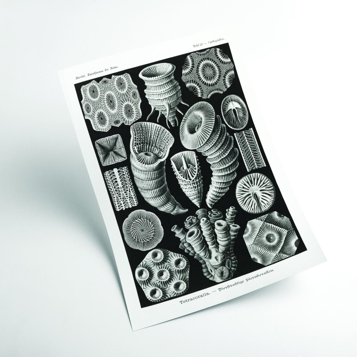 Grey Tetracoralla-Bierstrahlige Sternkorallen By Ernst Haeckel A1 594 X 841Mm Stanley Print House – image 2
