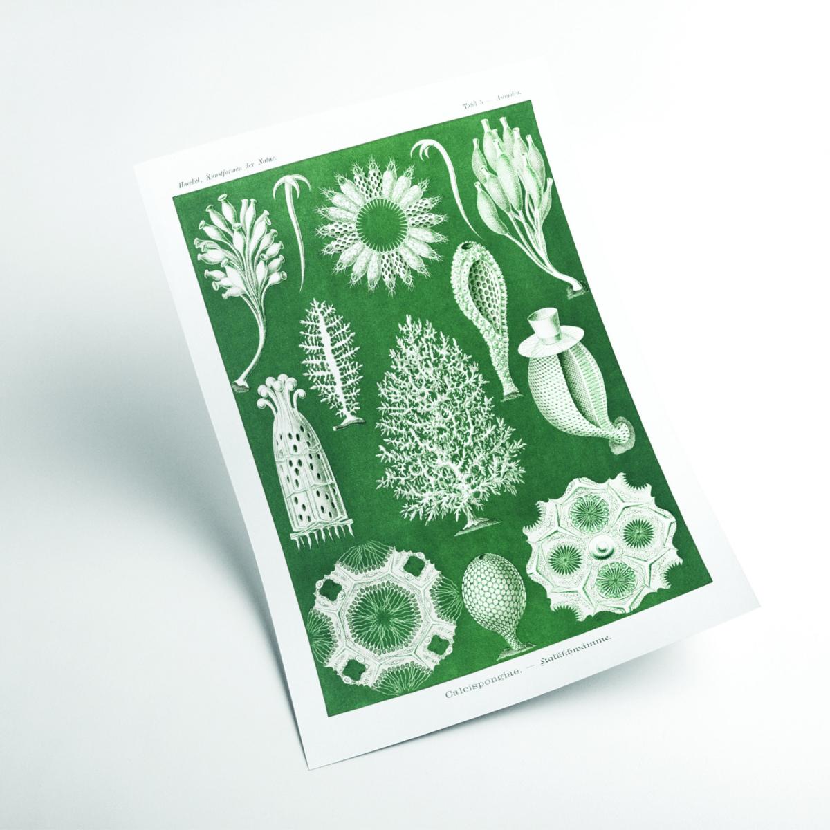 Green Calcispongiae-Kalkschwämme By Ernst Haeckel A4 210 X 297Mm Stanley Print House – image 2