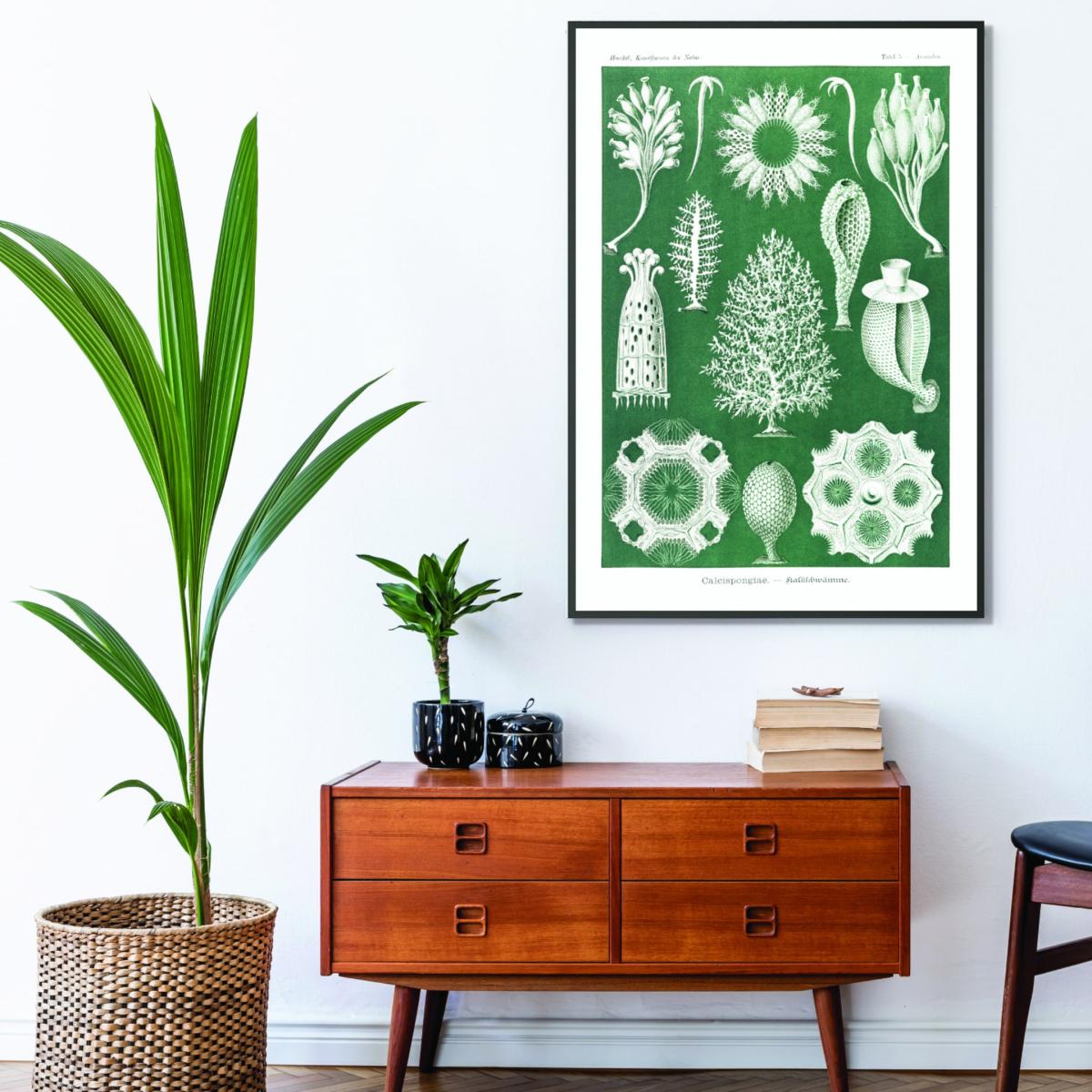 Green Calcispongiae-Kalkschwämme By Ernst Haeckel A4 210 X 297Mm Stanley Print House – image 3