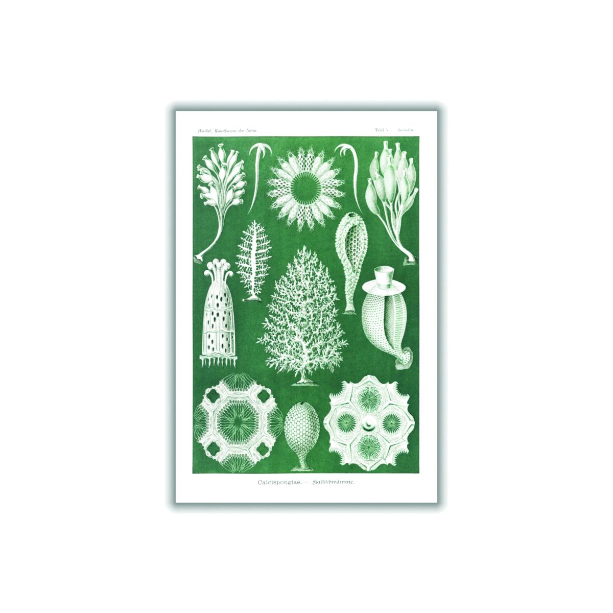 Green Calcispongiae-Kalkschwämme By Ernst Haeckel A4 210 X 297Mm Stanley Print House – image 1