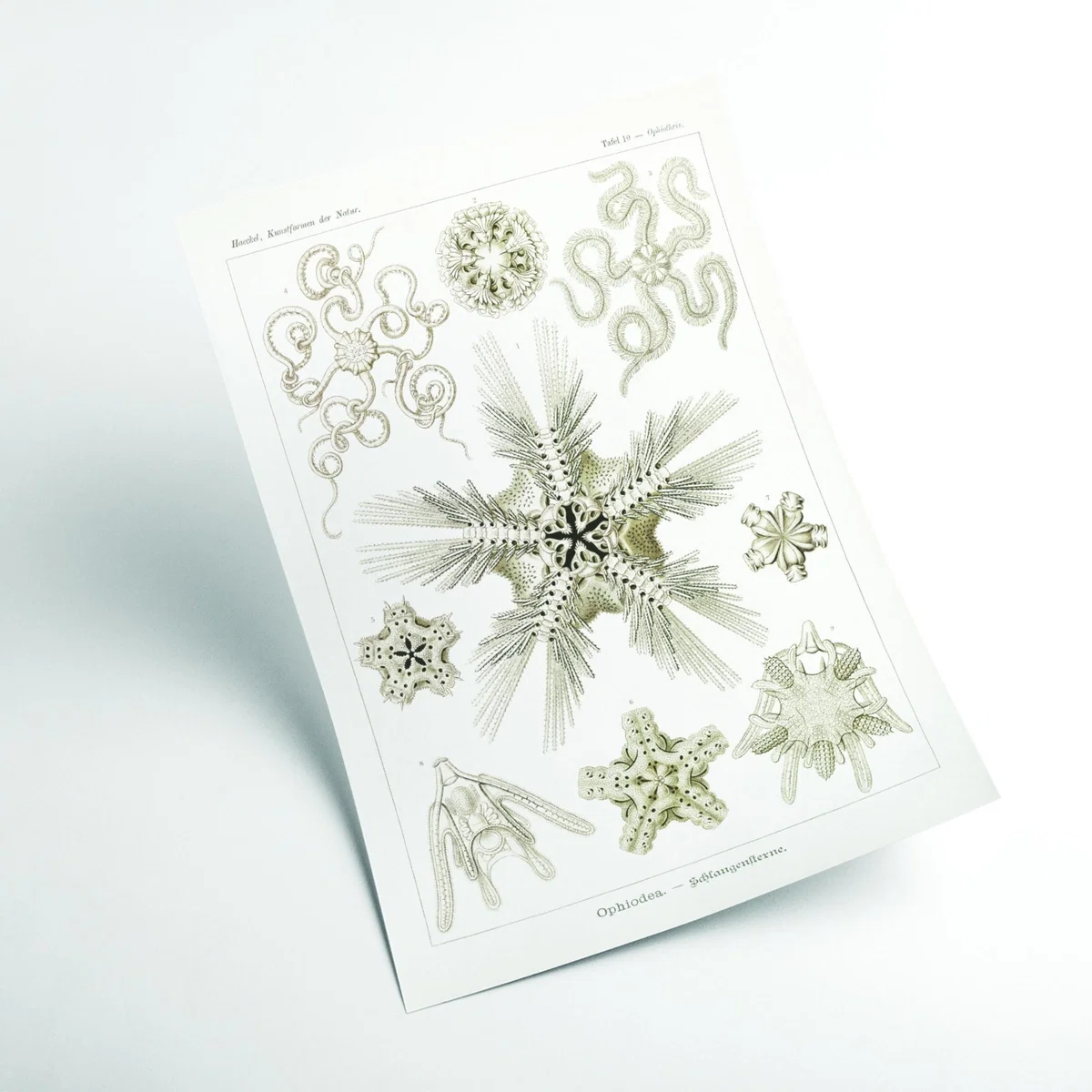 Neutrals Ophiodea-Schlangensterne Ii By Ernst Haeckel A4 210 X 297Mm Stanley Print House – image 2