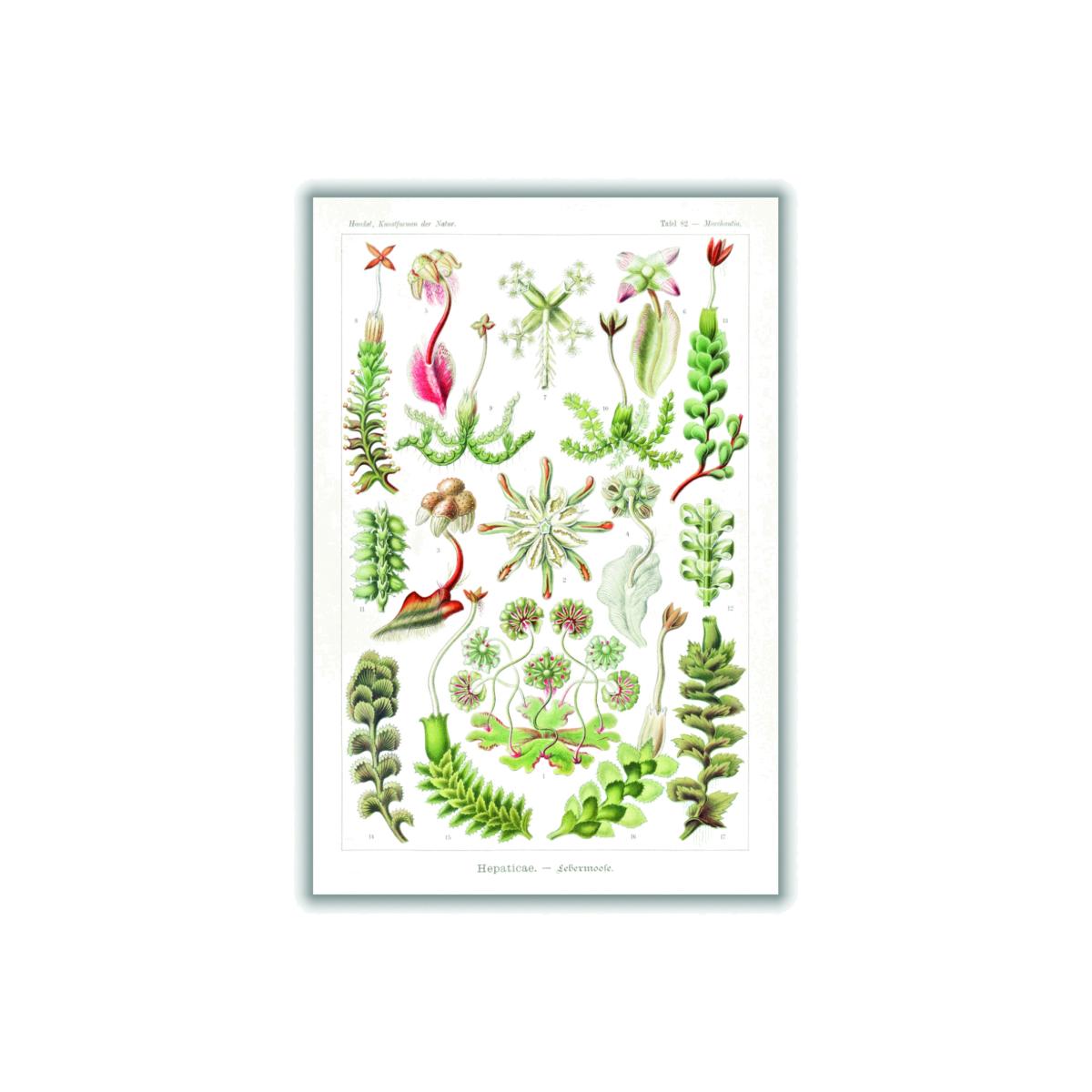 Green Hepaticae-Lebermoose By Ernst Haeckel A3 297 X 420Mm Stanley Print House – image 1