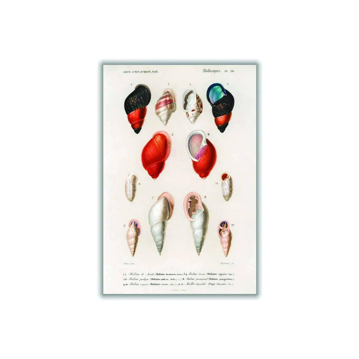 Different Types Of Mollusks Large Stanley Print House – image 1