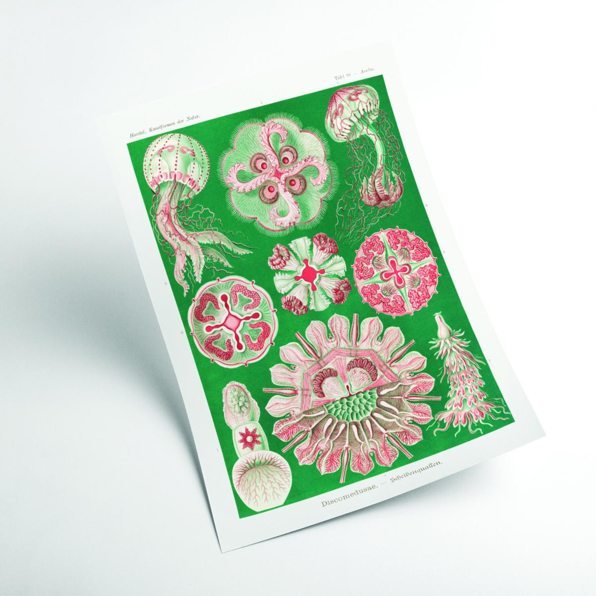 Pink / Purple Discomedusae-Scheibenquallen Iiii By Ernst Haeckel A4 210 X 297Mm Stanley Print House – image 2