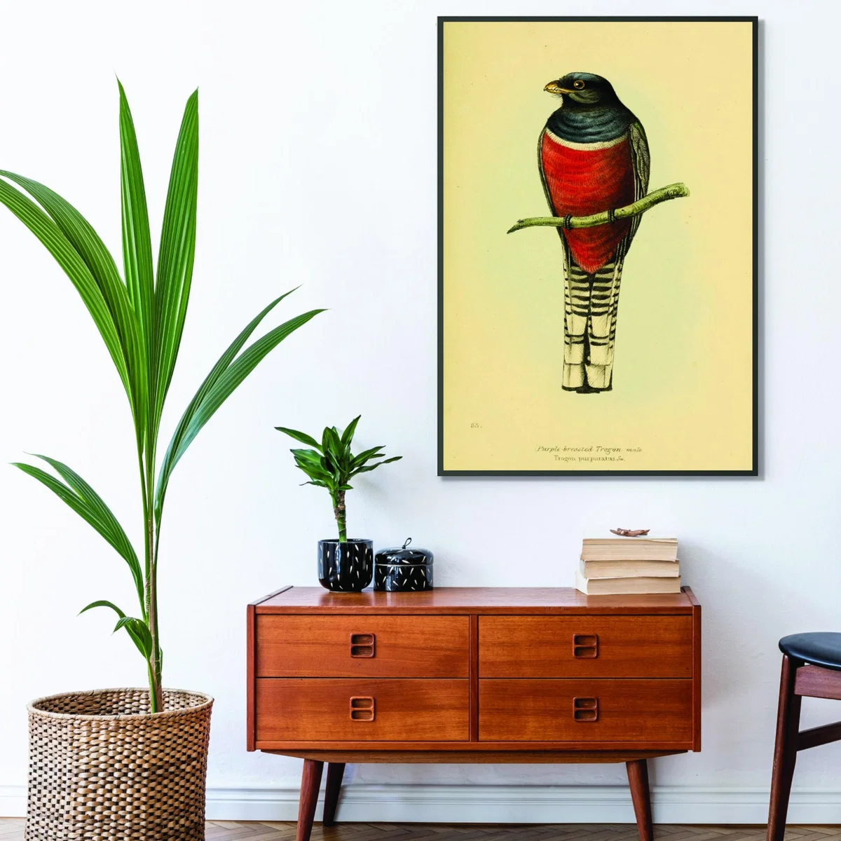 Red Vintage Purple Breasted Trogon A4 210 X 297Mm Stanley Print House – image 3