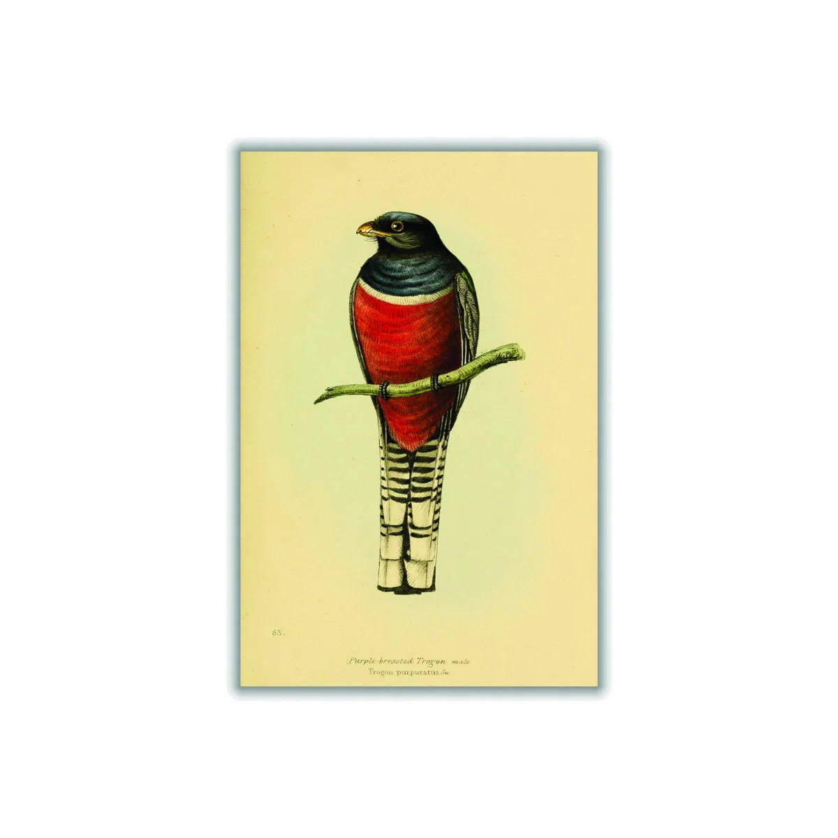 Red Vintage Purple Breasted Trogon A4 210 X 297Mm Stanley Print House – image 1