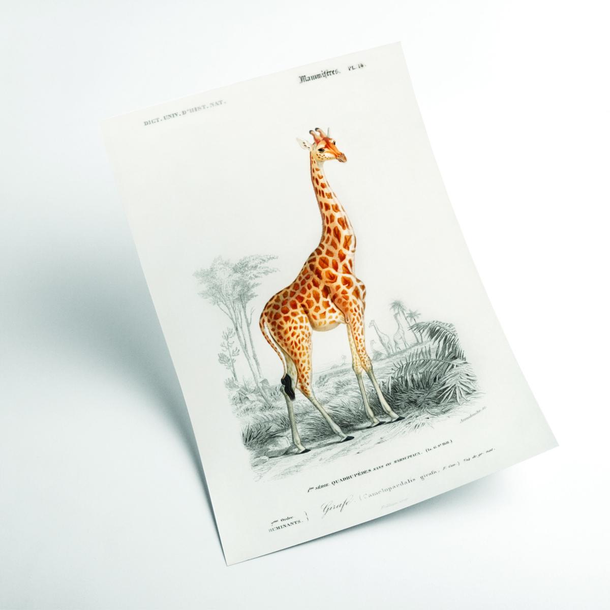 Yellow / Orange Giraffe Illustration Print Extra Small Stanley Print House – image 2