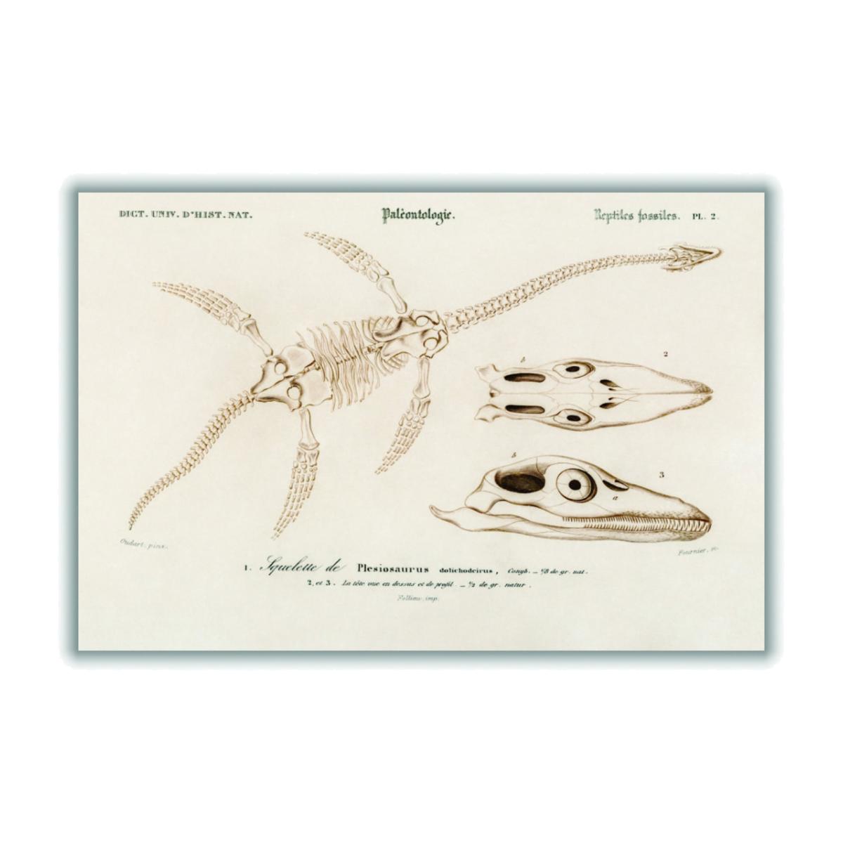 Gold Plesiosaurus Small Stanley Print House – image 1