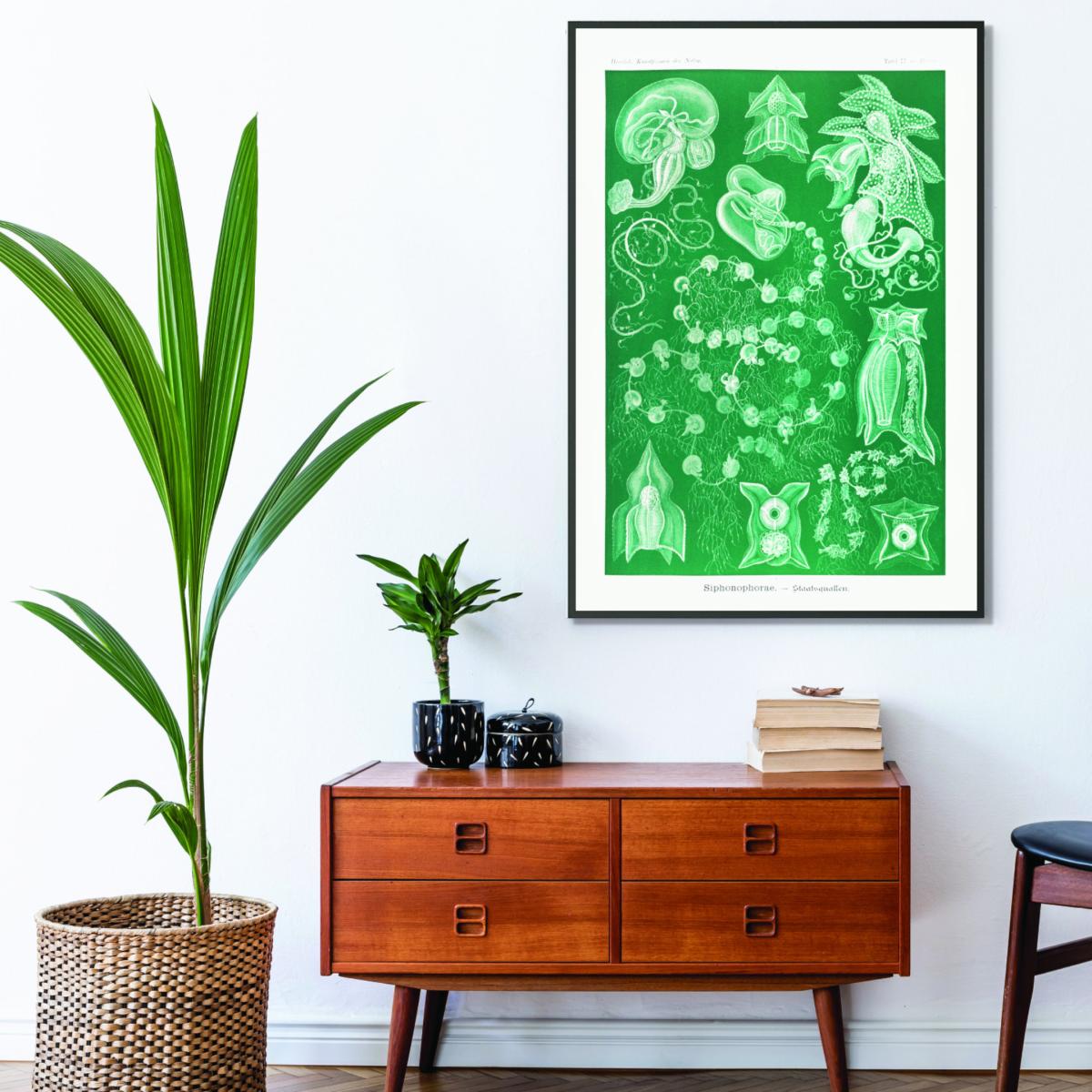 Green Siphonophorae-Staatsquallen Iiiii By Ernst Haeckel A3 297 X 420Mm Stanley Print House – image 3