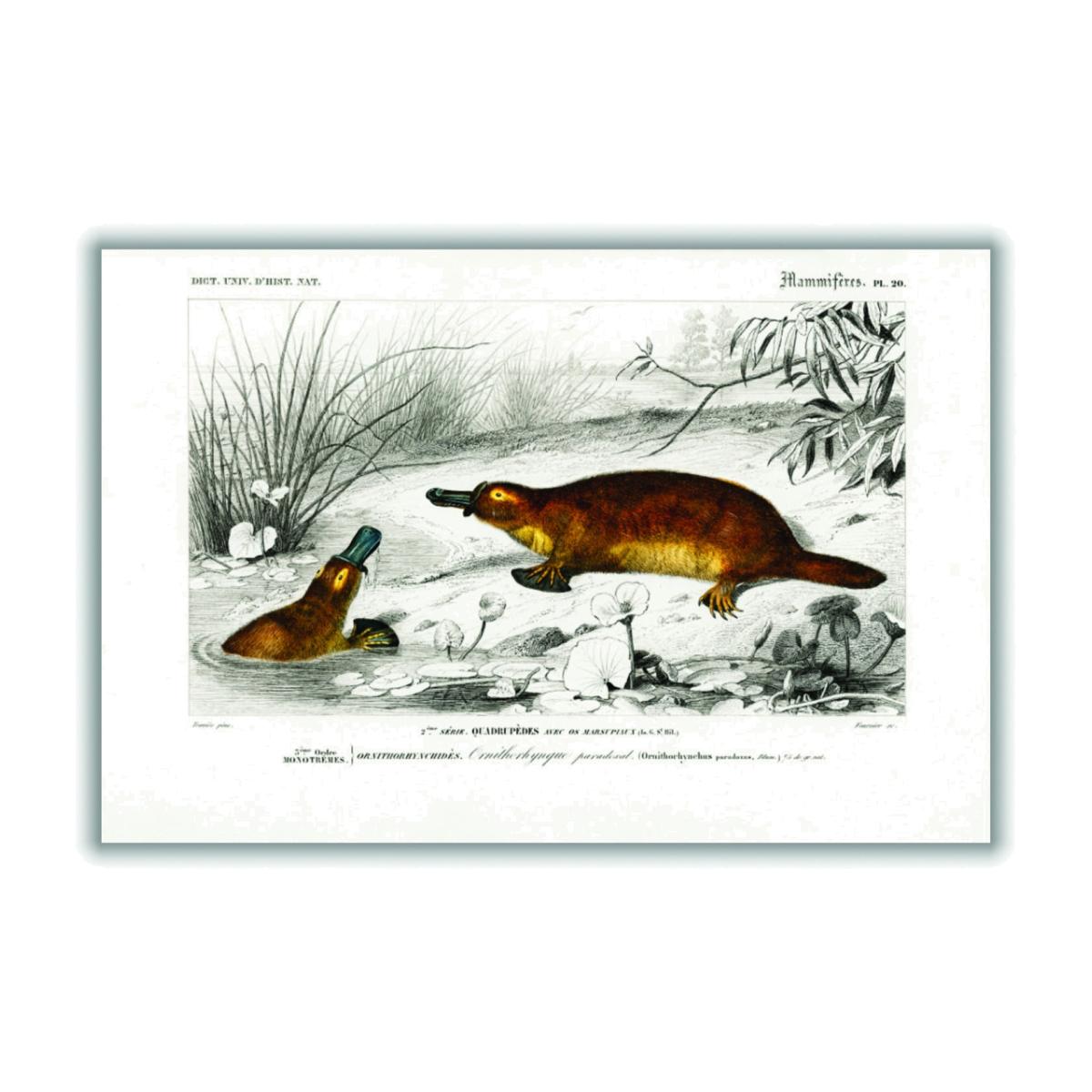 Brown Platypus Xxs Stanley Print House – image 1
