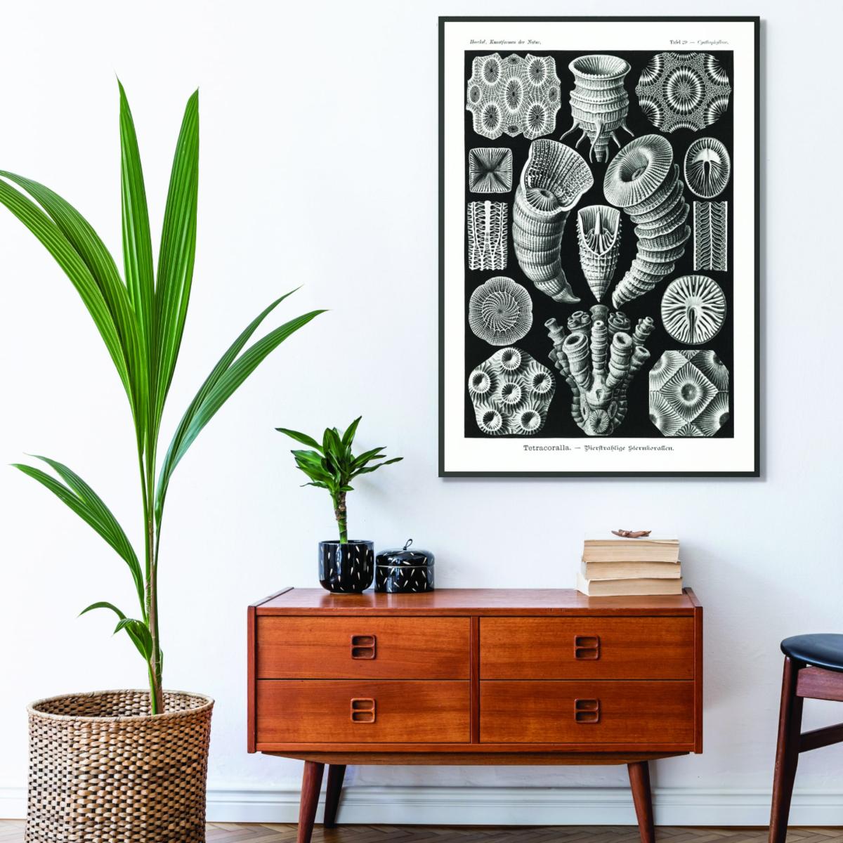 Grey Tetracoralla-Bierstrahlige Sternkorallen By Ernst Haeckel A3 297 X 420Mm Stanley Print House – image 3