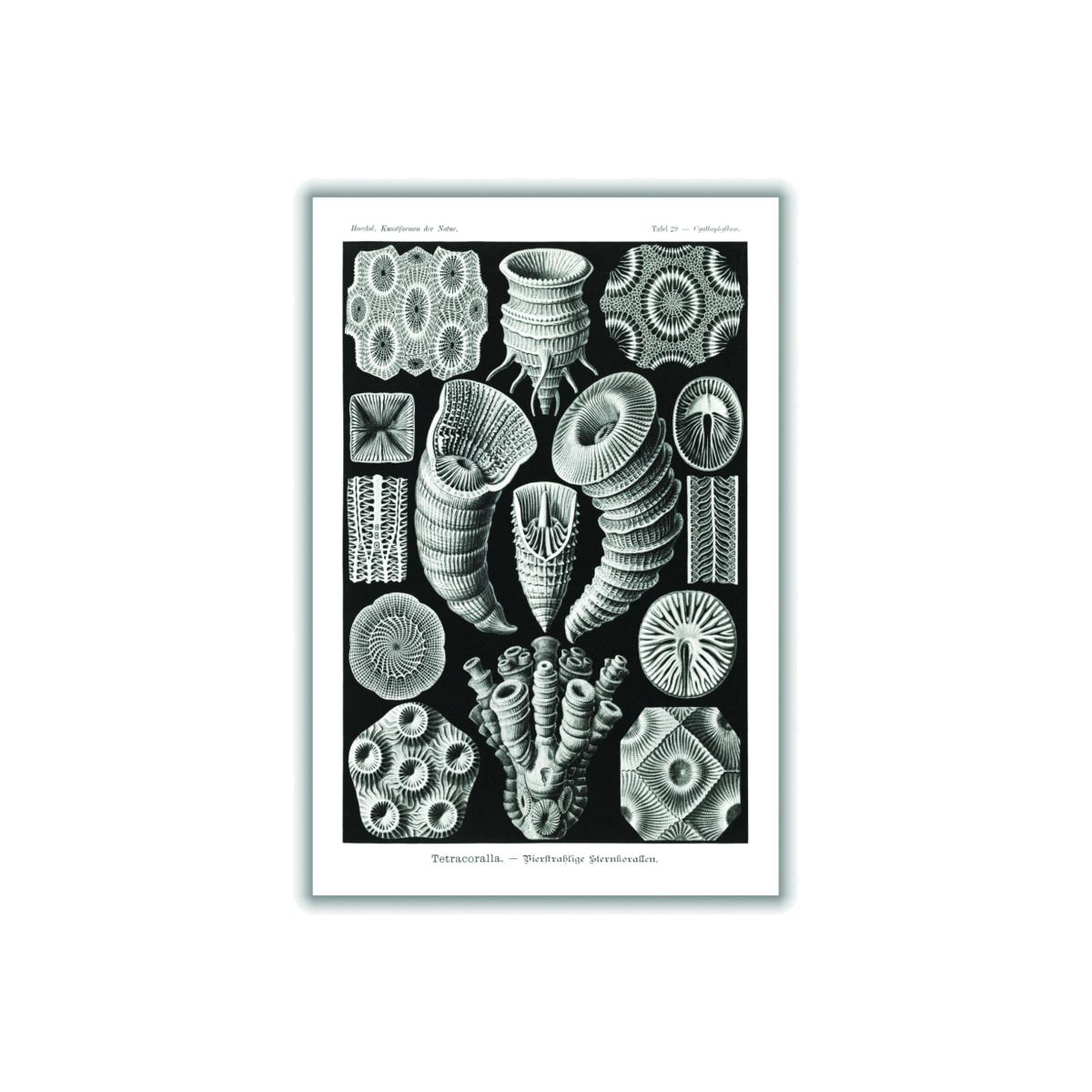 Grey Tetracoralla-Bierstrahlige Sternkorallen By Ernst Haeckel A3 297 X 420Mm Stanley Print House – image 1
