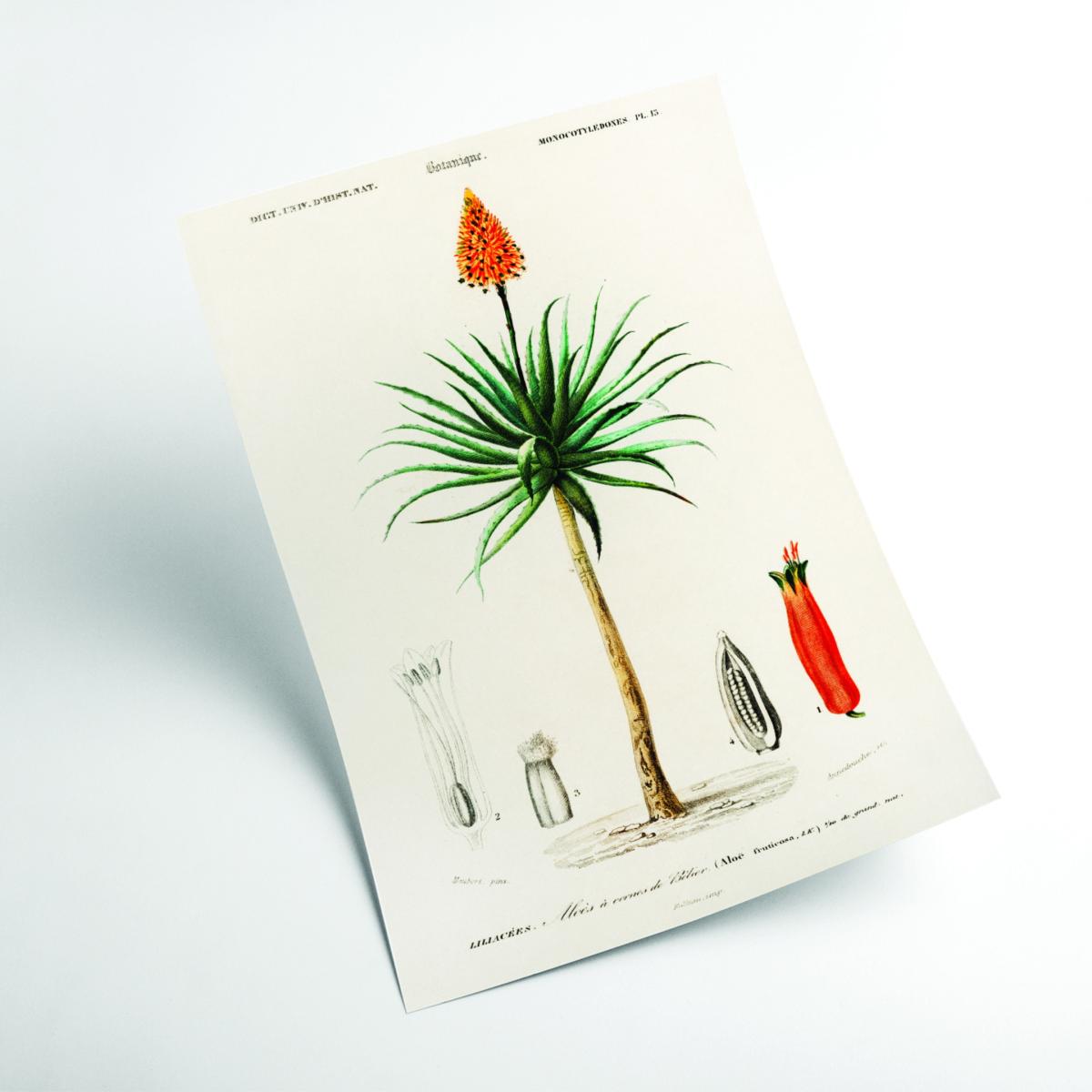 Candelabra Aloe Print Xxs Stanley Print House – image 2
