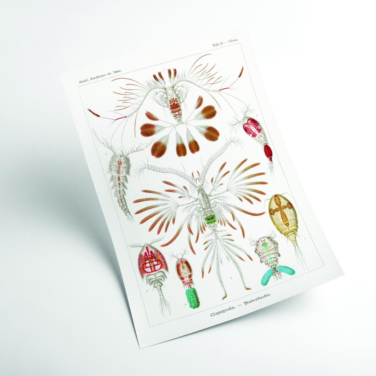 Copepoda-Ruderkrebse By Ernst Haeckel A2 420 X 594Mm Stanley Print House – image 2