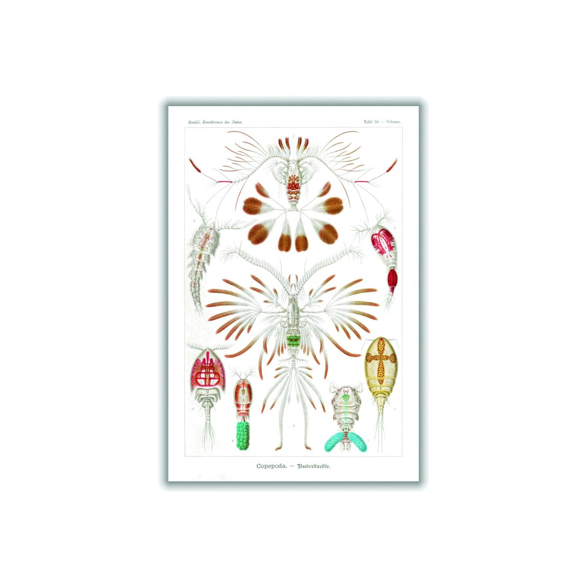 Copepoda-Ruderkrebse By Ernst Haeckel A2 420 X 594Mm Stanley Print House – image 1