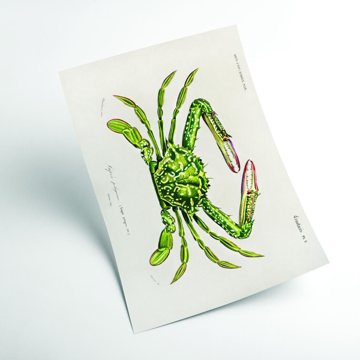 Green Portunus Small Stanley Print House – image 2