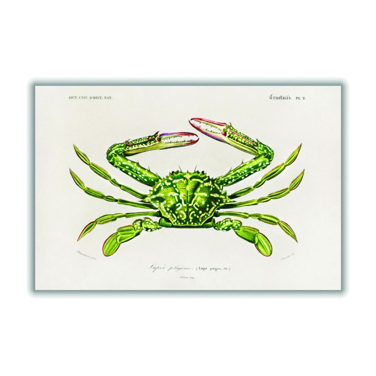 Green Portunus Small Stanley Print House – image 1