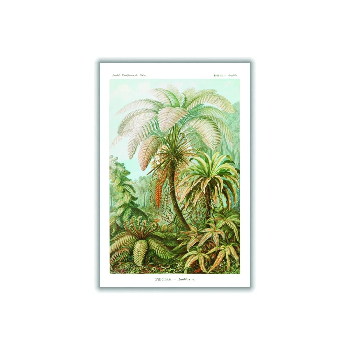 Green Filicinae-Laubfarne Ii By Ernst Haeckel A4 210 X 297Mm Stanley Print House – image 1