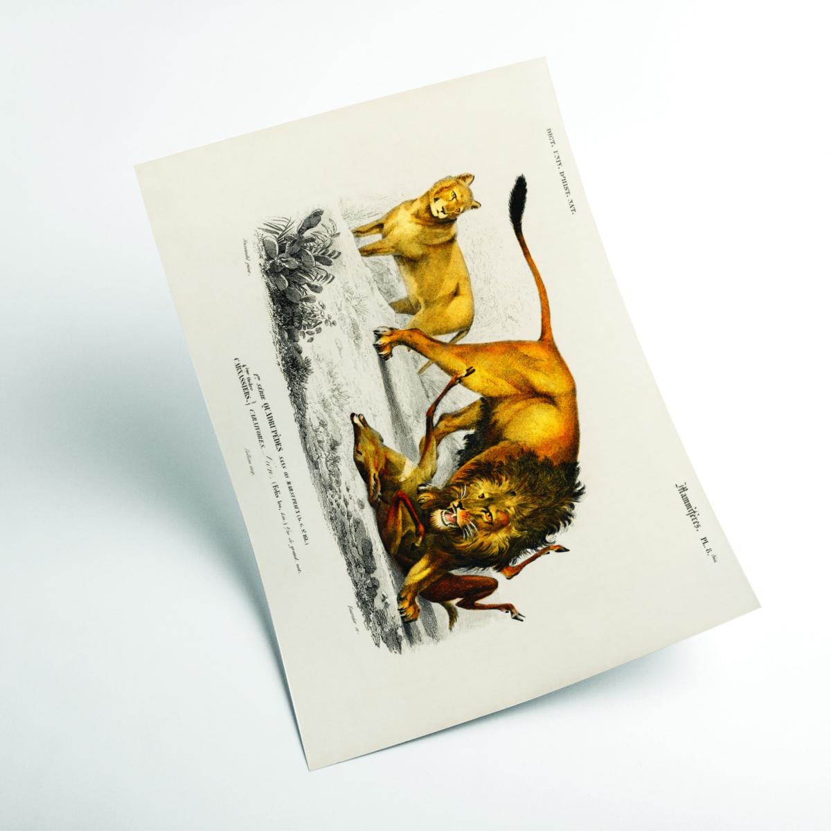 Yellow / Orange Lion Large Stanley Print House – image 2