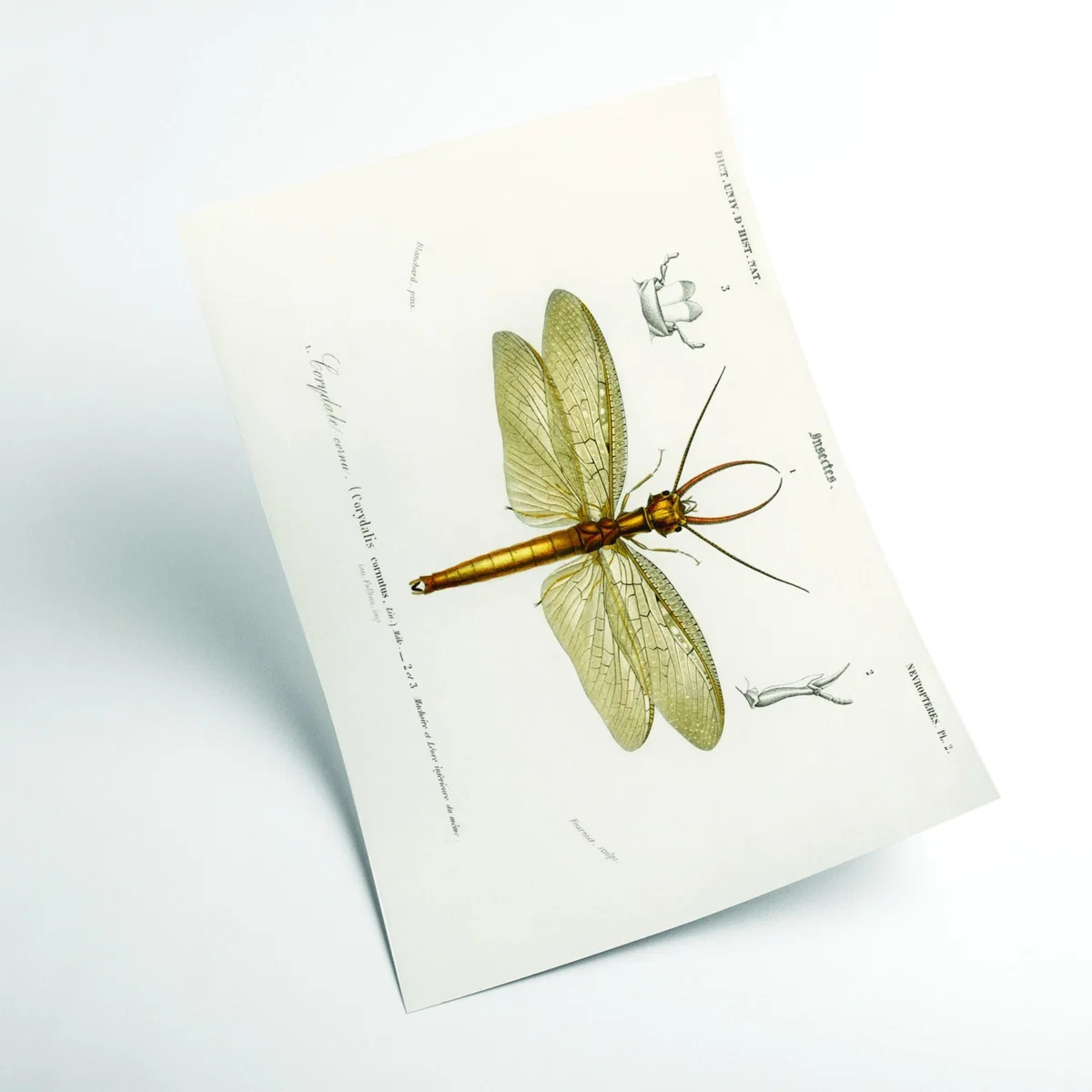 Green Eastern Dobsonfly Xxs Stanley Print House – image 2