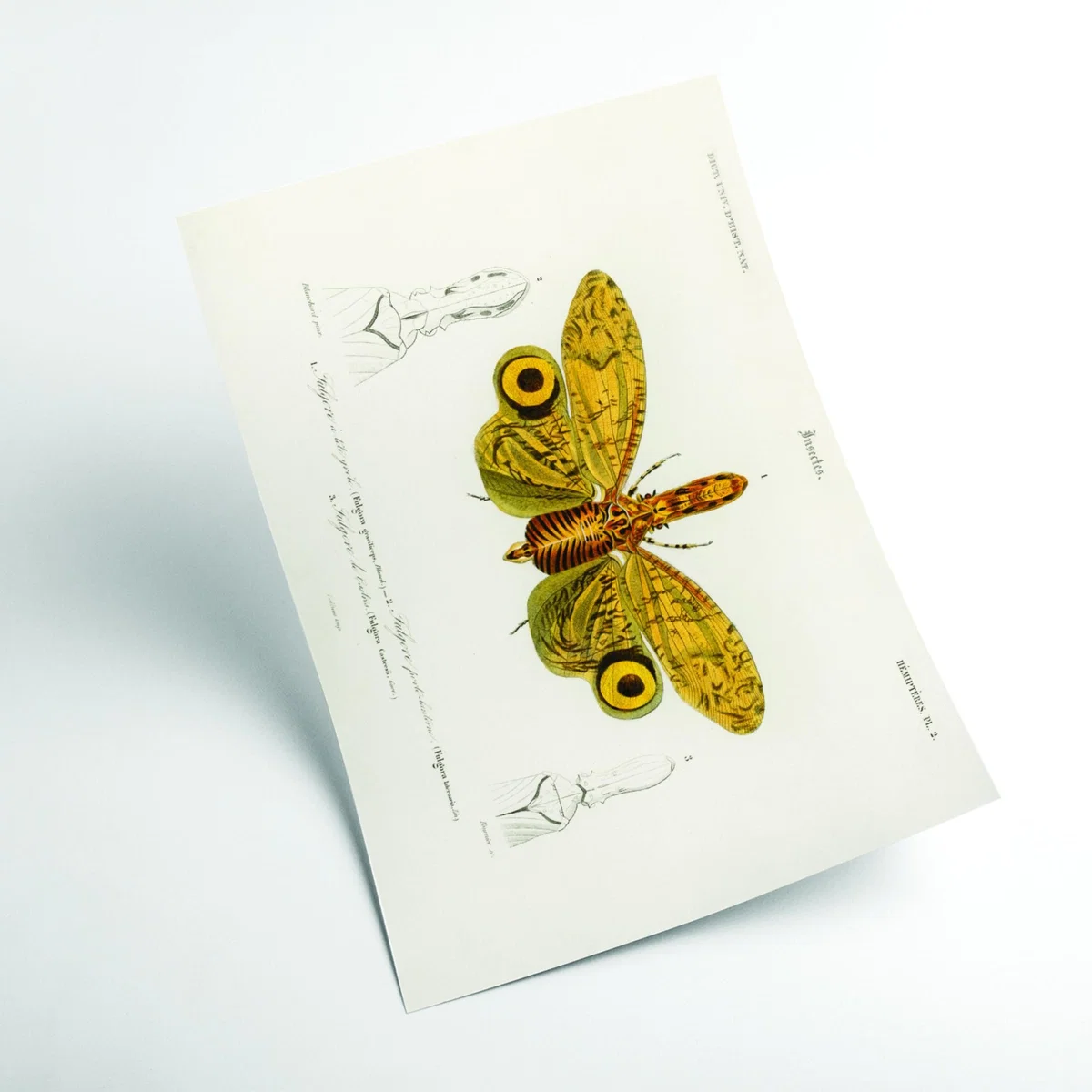 Yellow / Orange Fulgora Graciliceps A4 210 X 297Mm Stanley Print House – image 2