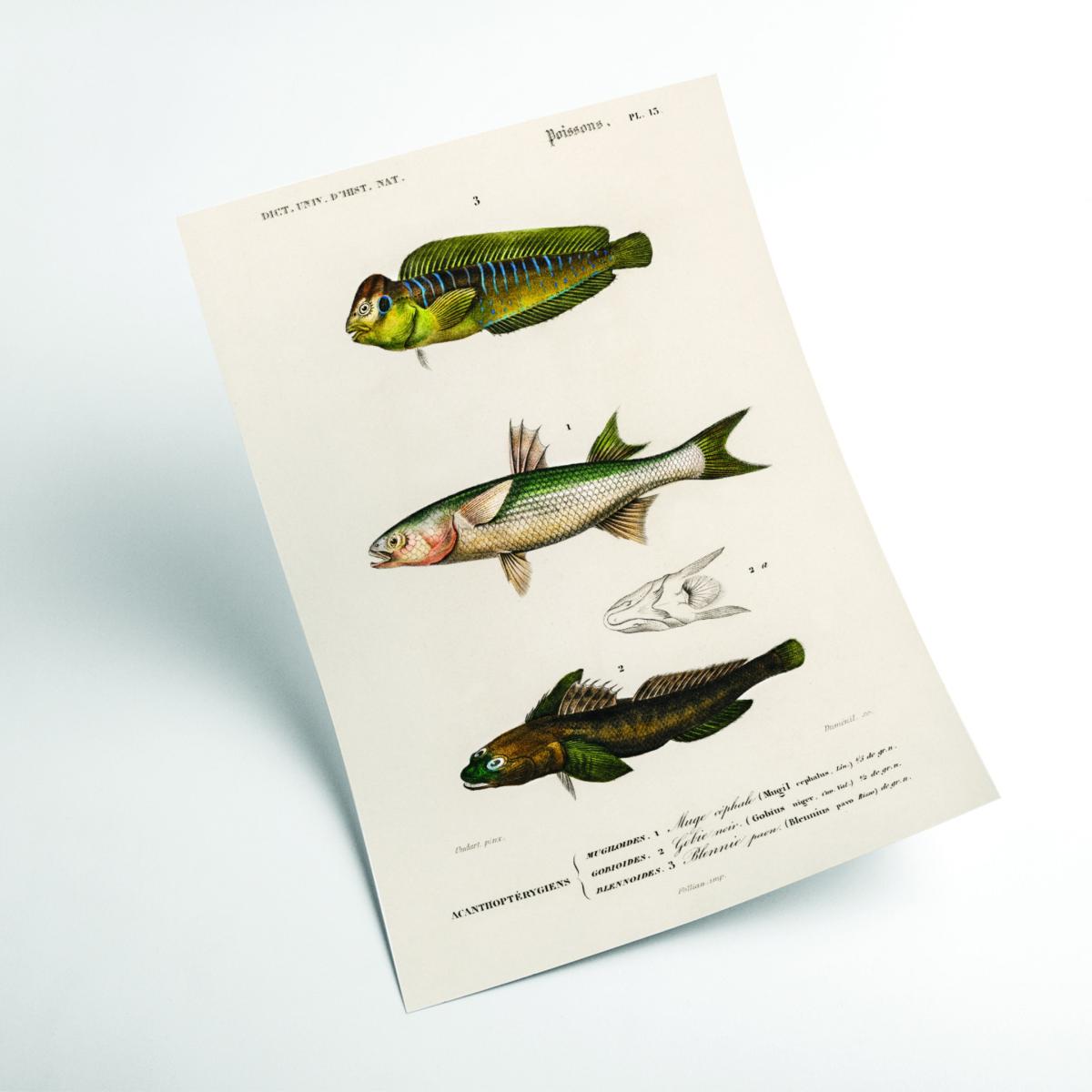 Green Natural History Different Types Of Fish 2 Extra Small Stanley Print House – image 2