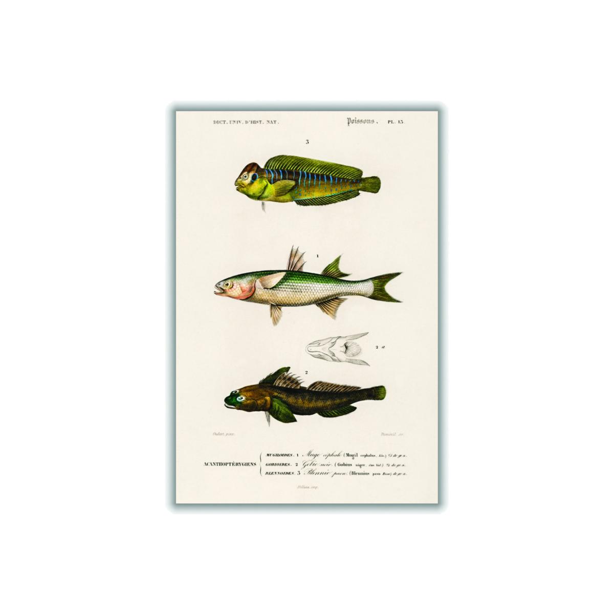 Green Natural History Different Types Of Fish 2 Extra Small Stanley Print House – image 1