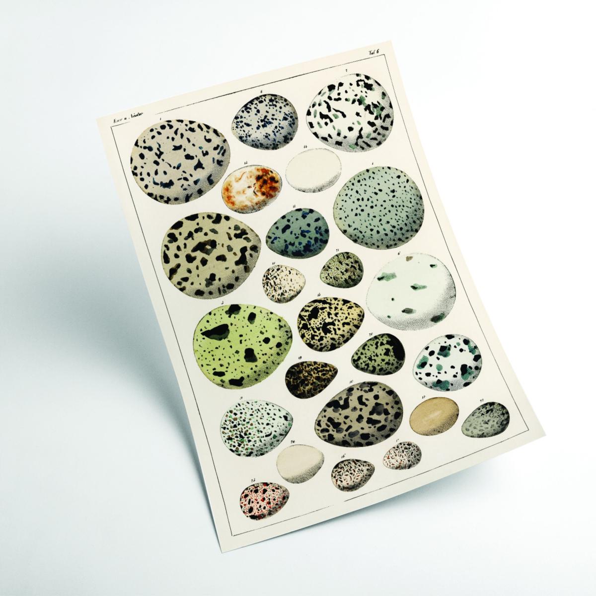 Neutrals Types Of Eggs Extra Small Stanley Print House – image 2