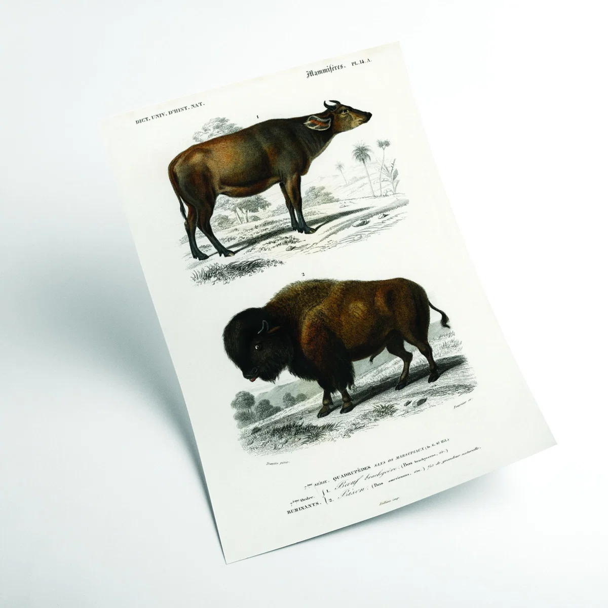 Cow - Brown A2 420 X 594Mm Stanley Print House – image 2