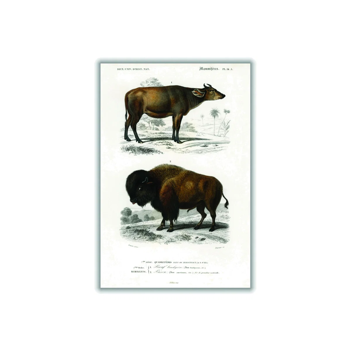 Cow - Brown A2 420 X 594Mm Stanley Print House – image 1